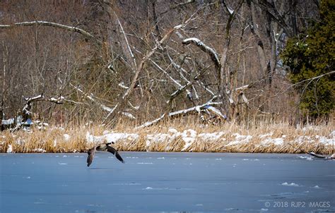 Green Bay Wildlife Sanctuary on Behance