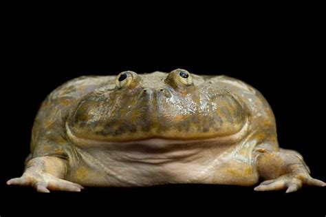 World’s largest amphibian identified as a unique species | Frog species ...