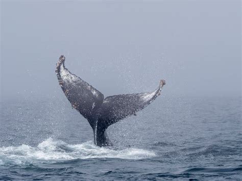 Australian Kayaker Witnesses Humpback Whale Ritual Rarely Seen by ...