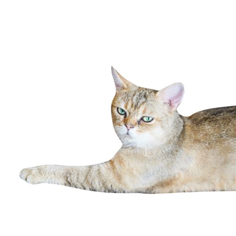 Pet Cat Lying Down, Nest, Lying Down, Pet Cat PNG Transparent Image and ...