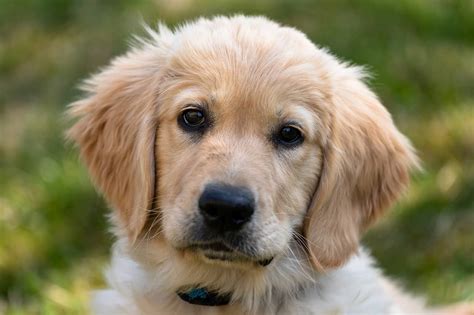 105 Most Popular Golden Retriever Names Of 2022 – Golden Hearts