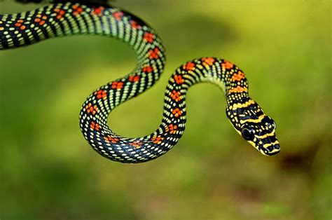 Look! In the Sky! An IFS! (Identified Flying Snake) | Featured Creature