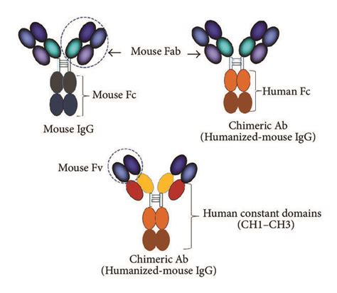 Mouse IgG and humanized-mouse IgG (chimeric antibody). The mouse ...