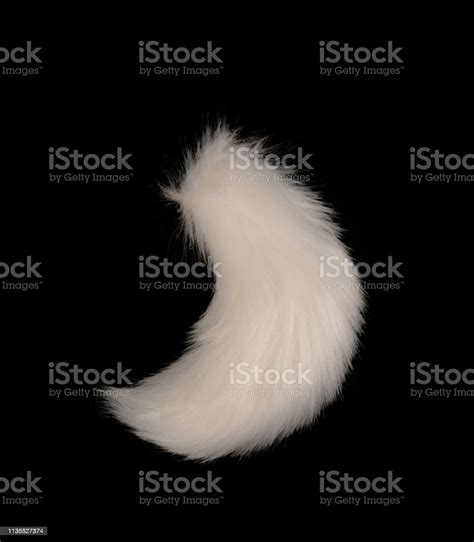 White Fox Tail Stock Photo - Download Image Now - Tail, Wolf, Animal ...