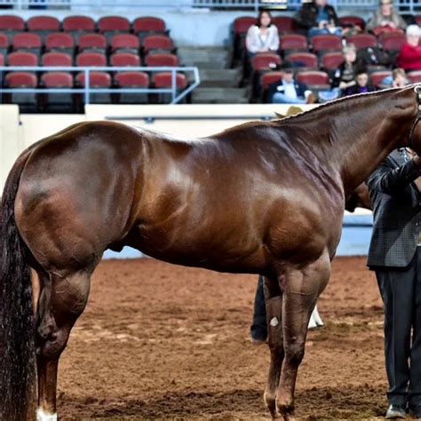 American Quarter Horse Association - Topic - YouTube