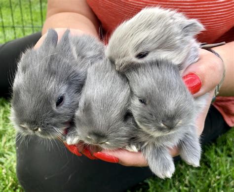 Just some Jersey Wooly babies :) : r/Rabbits