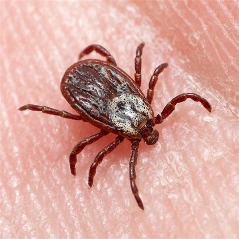 What do I need to know about tick bites? A comprehensive guide ...