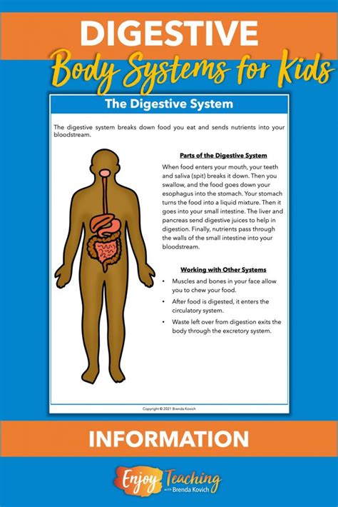 How To Make A Digestive System Model Using Household Items - Brinson ...