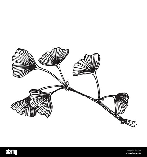 Ginkgo tree branch with leaves hand drawing. Elegant black and white ...