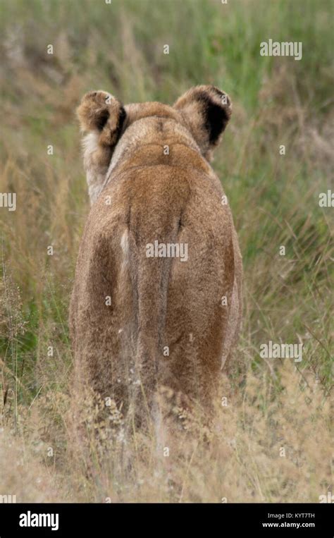 Pantheras hi-res stock photography and images - Alamy