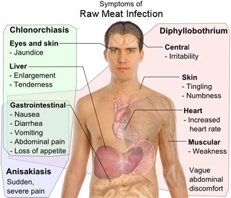 Intestinal Parasites In Humans Symptoms