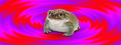 Psychedelic toad venom explained