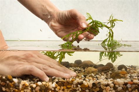 The Best Aquarium Substrate for a Planted Tank - Aquatics World