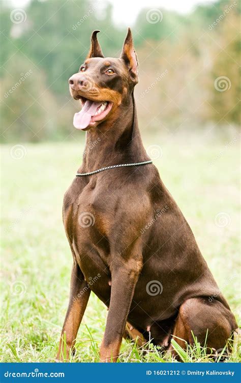 Sitting Brown Doberman Pinscher Stock Photography - Image: 16021212