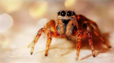 Top 10 Scariest Spiders in the World