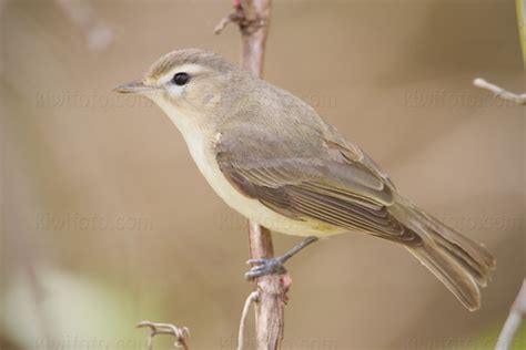 Warbling Vireo Pictures and Photos - Photography - Bird | Wildlife ...