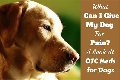 What Can I Give My Dog for Pain? OTC Pain Medications for Dogs [2018 ]