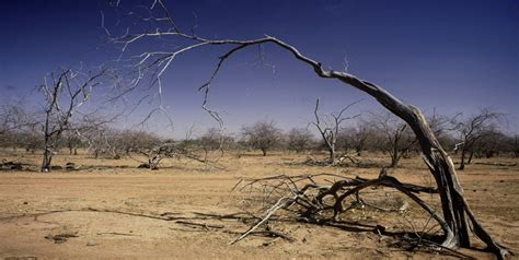 Jacaranda Lifespan: How Long Do Jacaranda Trees Live? - EmbraceGardening