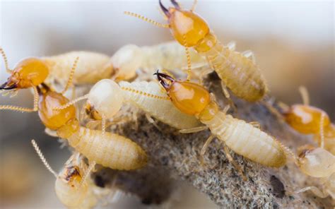 Top 7 Signs of Termite Infestation to Look for in Your House | Zameen Blog