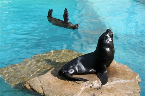 Diferencia Entre Foca Y Leon Marino - abstractor