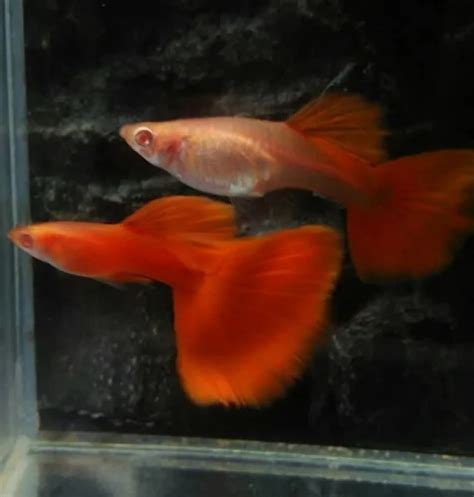 Full Red Guppy, 7- 9 Month, Size: 2 cm at Rs 100/pair in Kochi | ID ...