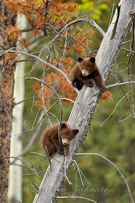 Canadian Rockies Wildlife | Creatures: Great & Small | Pinterest