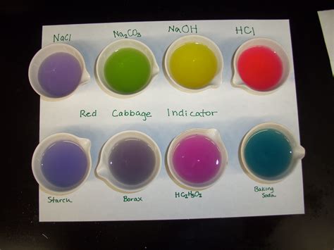 Red Cabbage Indicator Experiment Worksheet