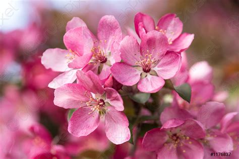 Pink Apple Blossoms - stock photo 1176837 | Crushpixel