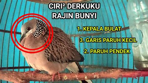 DERKUKU GACOR SUARA TAJAM!!?? perhatikan BAGIAN KEPALA - YouTube