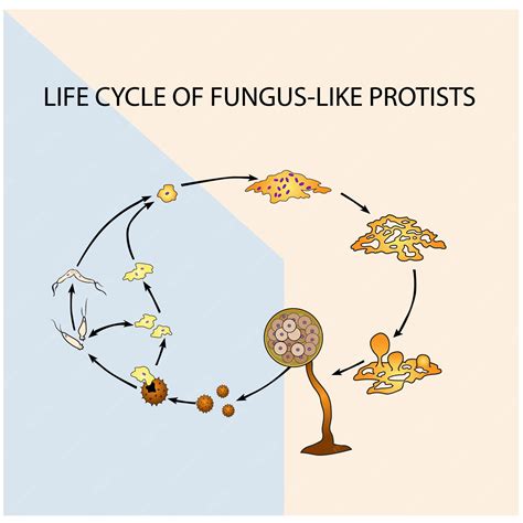 Protist Diagram