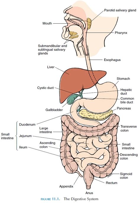 Components of the Gastrointestinal System