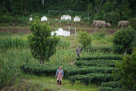 People Have Fallen In Love With This Herd Of Wild Elephants Looking For ...