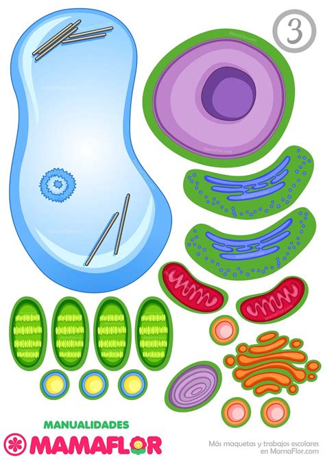 Maqueta De La Celula Vegetal Para Imprimir Manualidades Mamaflor Images ...