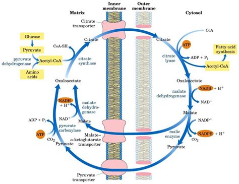 Fatty Acid Synthase Complex Archives | Our Biochemistry- Namrata Chhabra