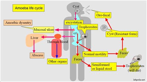 Amoebiasis, Entamoeba Histolytica, Life cycle, Diagnosis - Labpedia.net