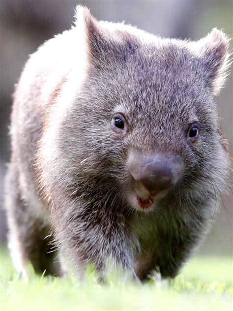 Paradise Country wombat: Do you have a name for this cute critter ...