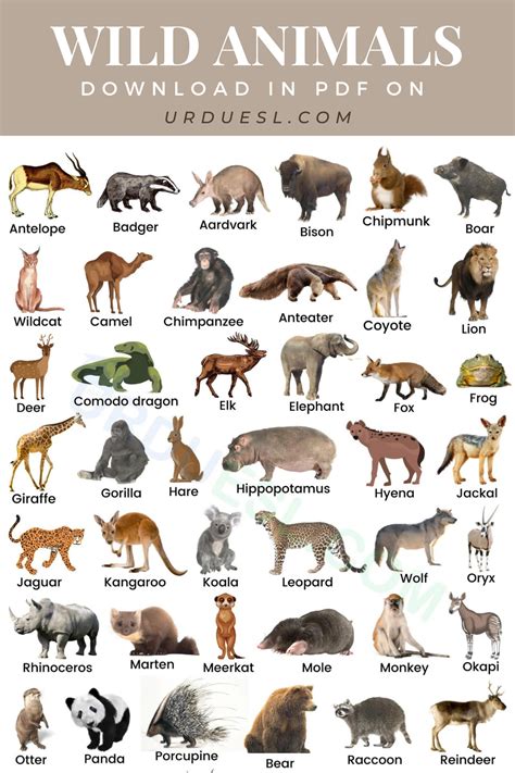 Wild Animals Name with Pictures - Wild Animals List | Animals name with ...