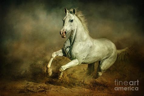 White horse Running wild Equestrian art photography Photograph by ...