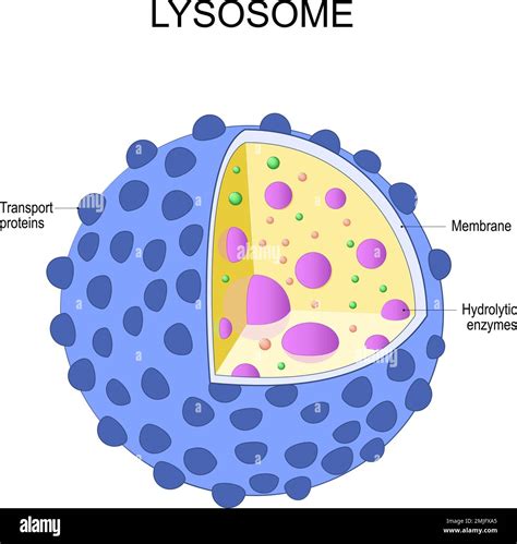 Lysosome In Animal Cell