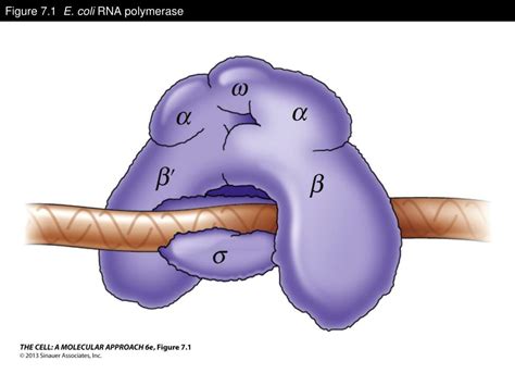 PPT - RNA Synthesis and Processing PowerPoint Presentation, free ...