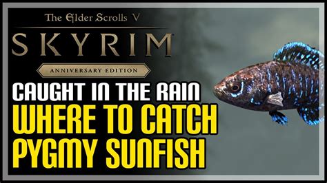 Pygmy Sunfish Locations Skyrim (How to Catch Pygmy Sunfish) - YouTube