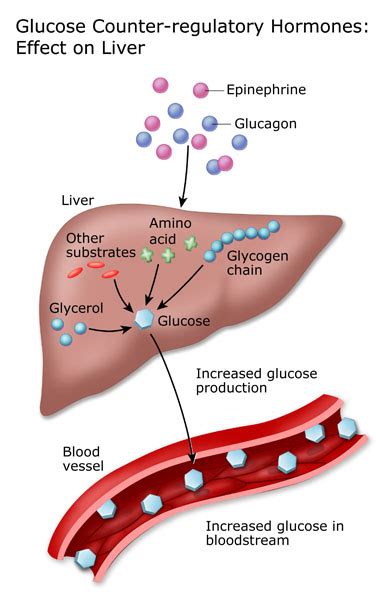 Liver and blood sugar regulation, sugar during pregnancy is normal