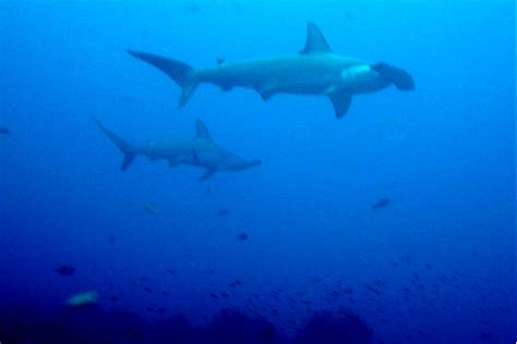 Fossilguy.com: Hammerhead Sharks - Facts and Information about ...