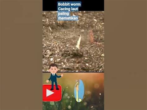 INILAH CACING LAUT PALING MEMATIKAN | bobbit worm #shorts - YouTube