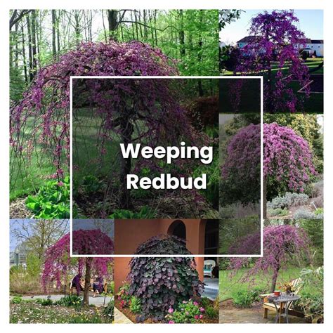 How to Grow Weeping Redbud - Plant Care & Tips | NorwichGardener