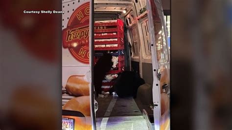 Photos show bear and her cubs after they raid Krispy Kreme donuts van | CNN