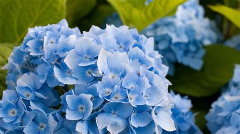 Blue Hydrangea Wallpaper - WallpaperSafari