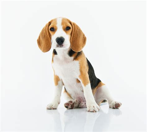 Download Puppy Dog Animal Beagle 4k Ultra HD Wallpaper