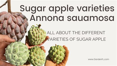 Sugar Apples: Exploring the Different Variety (Annona squamosa ...