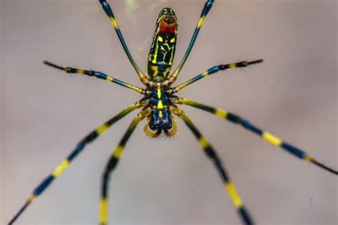 What to know about the invasive Joro spider: Is their bite venomous ...